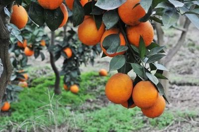 重慶地理標(biāo)志農(nóng)產(chǎn)品在《源味中國(guó)》亮相，四個(gè)區(qū)縣風(fēng)味獨(dú)特